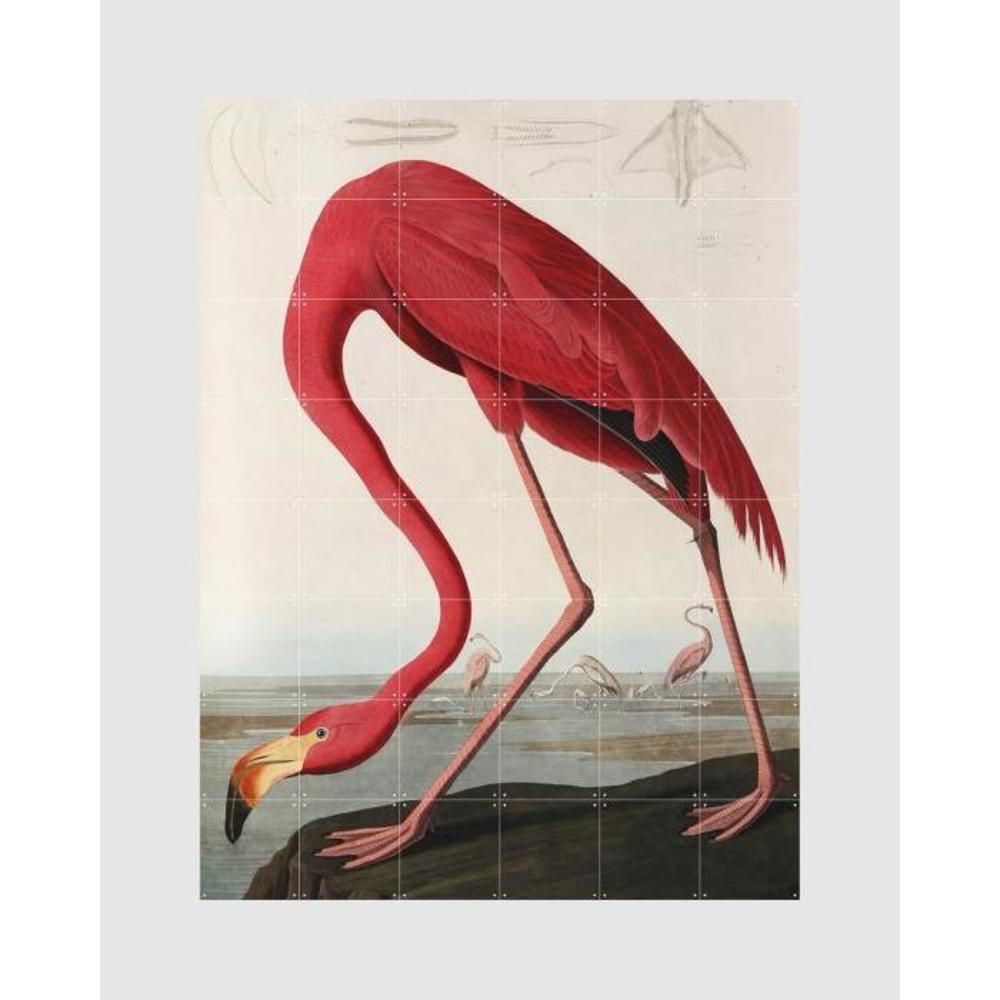 IXXI Wall Art Flamingo (Audubon) Small IX197AC80TMD